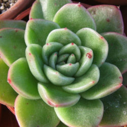 Echeveria 'Gilva' (Wax Rosette) aka Echeveria agavoides 'Gilva'