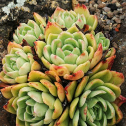 Echeveria 'Gilva' (Wax Rosette) aka Echeveria agavoides 'Gilva'