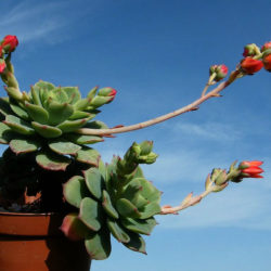 Echeveria 'Graessneri'