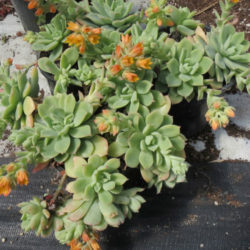 Echeveria 'Graessneri'