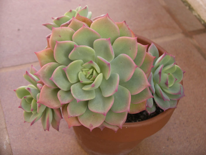 Echeveria 'Graessneri'
