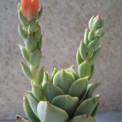 Echeveria 'Graessneri'