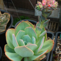 Echeveria 'Hakuhou'