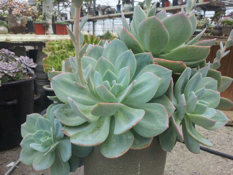 Echeveria 'Hakuhou'