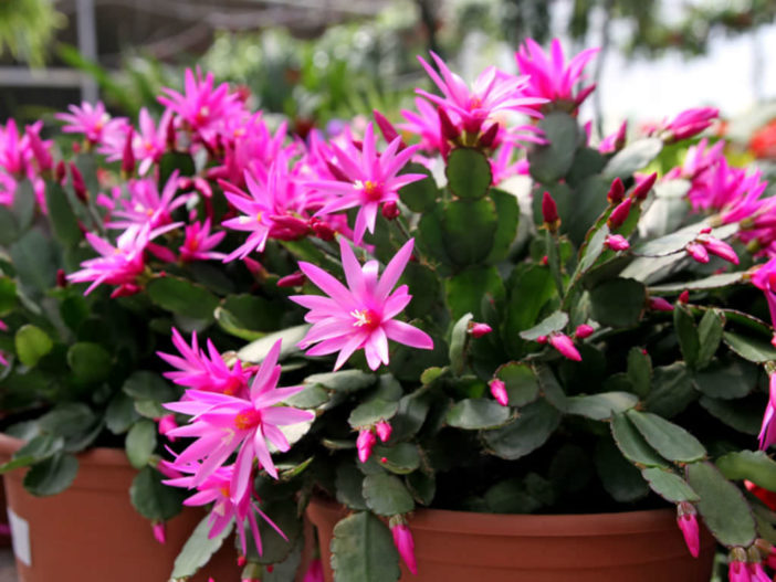 Epiphytic Cacti