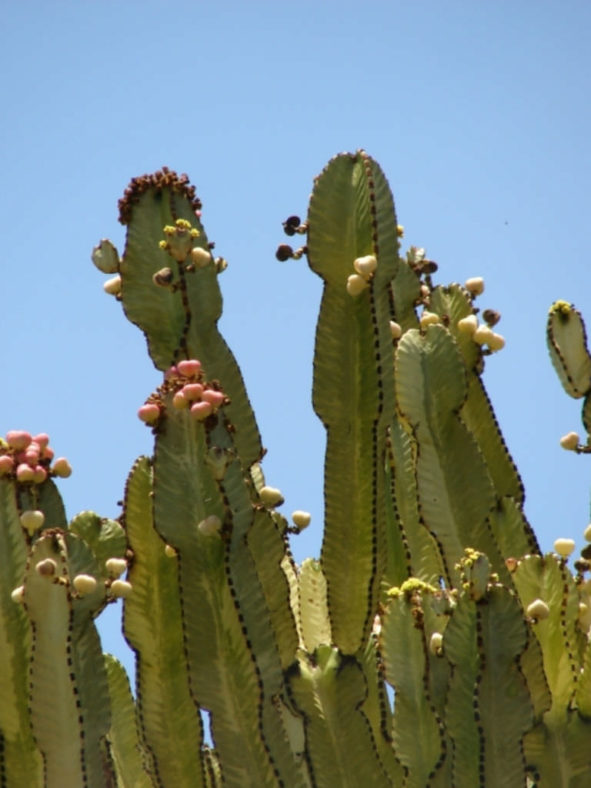 Euphorbia ammak (African Candelabra)