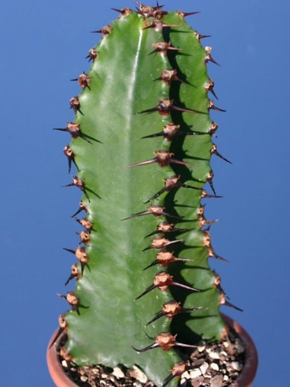 Euphorbia ammak (African Candelabra)