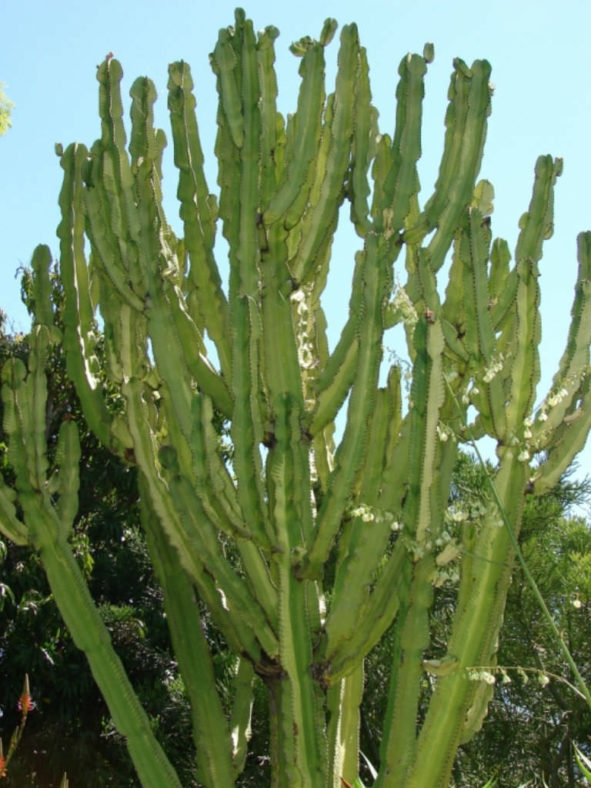 Euphorbia ammak (African Candelabra)