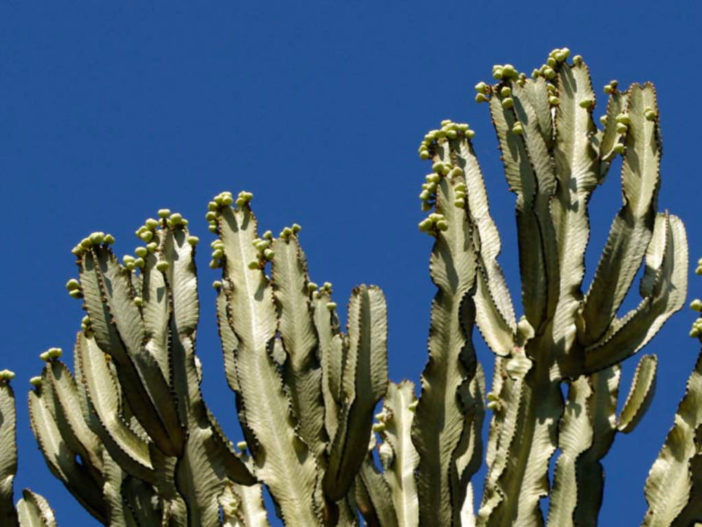 Euphorbia ammak (African Candelabra)