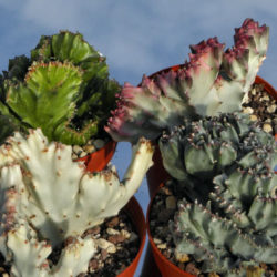 Euphorbia lactea 'Cristata Variegata'