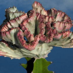 Euphorbia lactea 'Cristata Variegata'