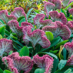 Euphorbia lactea 'Cristata Variegata'