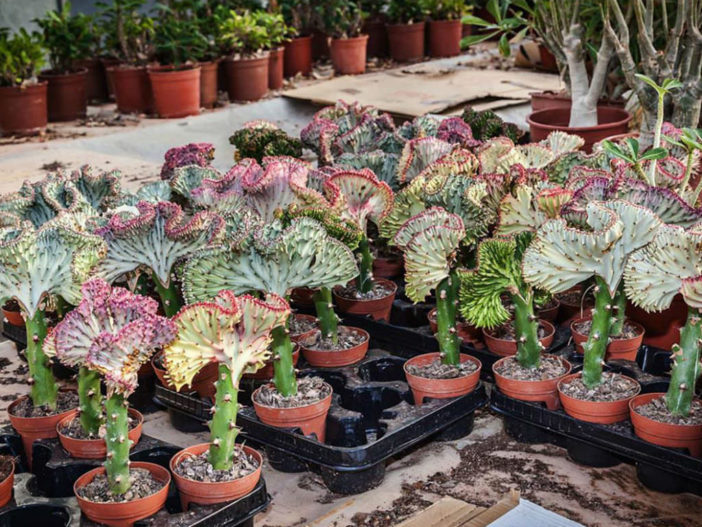 Euphorbia lactea 'Cristata' f. variegata