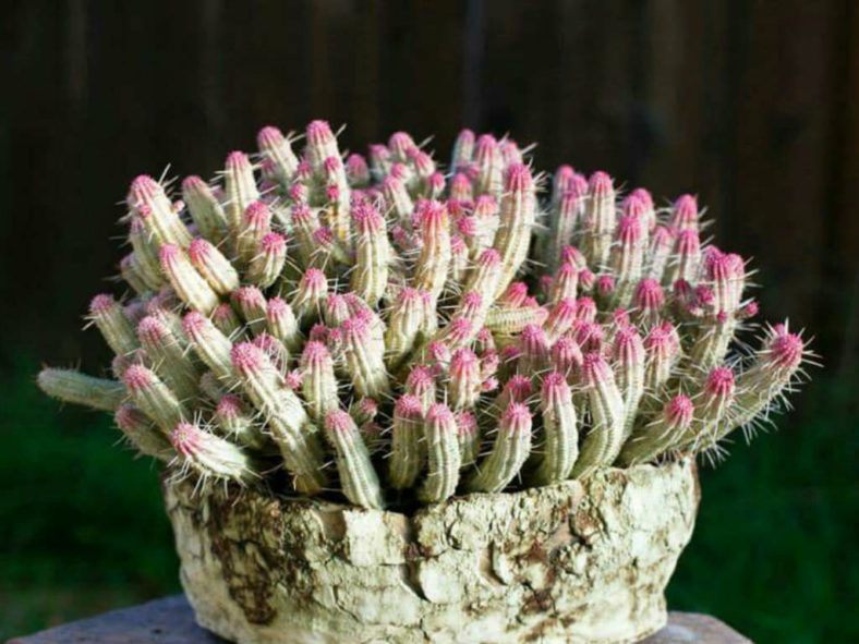 Euphorbia mammillaris 'Variegata' (Indian Corn Cob)