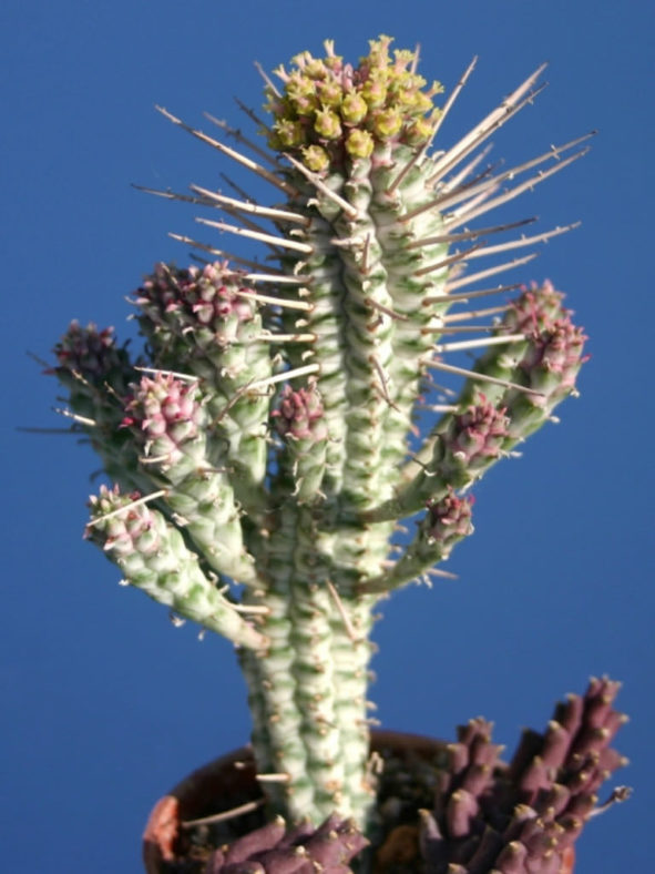 Euphorbia mammillaris 'Variegata' (Indian Corn Cob)