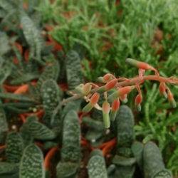Gasteria pillansii (Namaqua Gasteria)