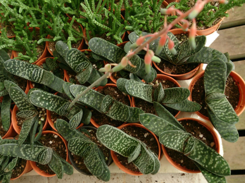 Gasteria pillansii (Namaqua Gasteria)