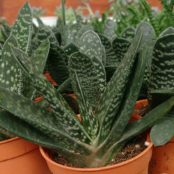 Gasteria pillansii (Namaqua Gasteria)