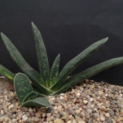 Gasteria pillansii (Namaqua Gasteria)