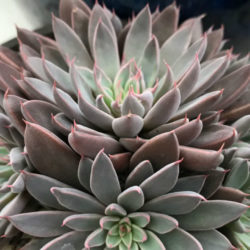 Graptopetalum rusbyi (San Francisco River Leatherpetal)