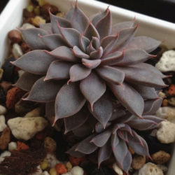 Graptopetalum rusbyi (San Francisco River Leatherpetal)