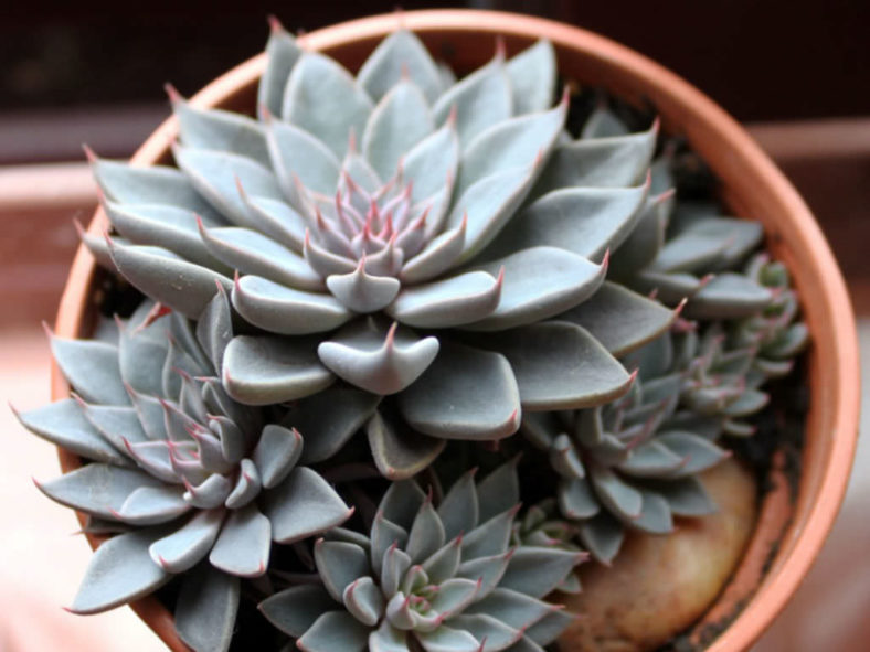 Graptopetalum rusbyi (San Francisco River Leatherpetal)