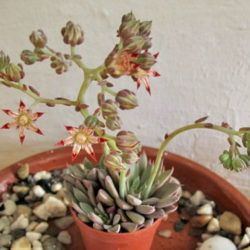 Graptopetalum rusbyi (San Francisco River Leatherpetal)