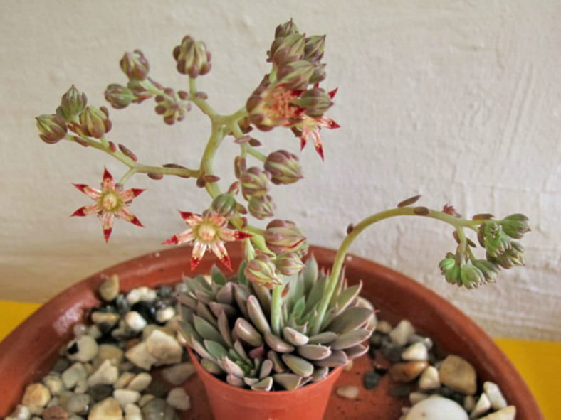 Graptopetalum rusbyi (San Francisco River Leatherpetal)