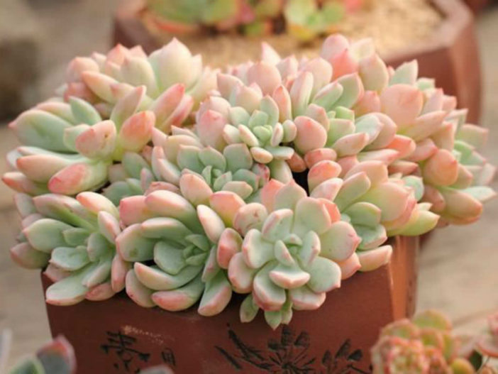 Graptoveria 'A Grim One'