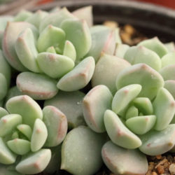 ×Graptoveria 'A Grim One'