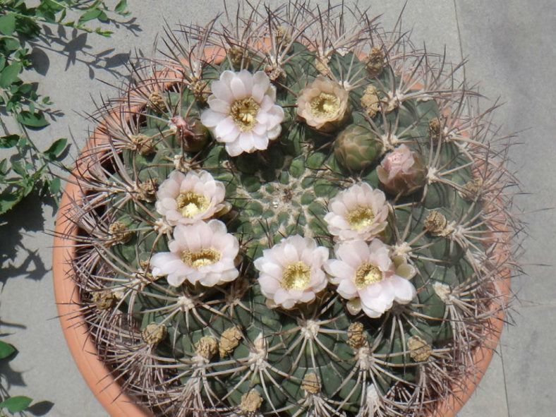 Gymnocalycium saglionis (Giant Chin Cactus)