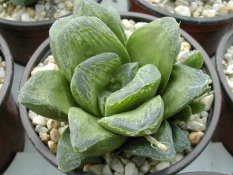 Haworthia 'Green Rose'