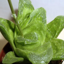 Haworthia 'Green Rose'