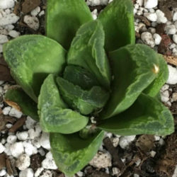 Haworthia 'Green Rose'