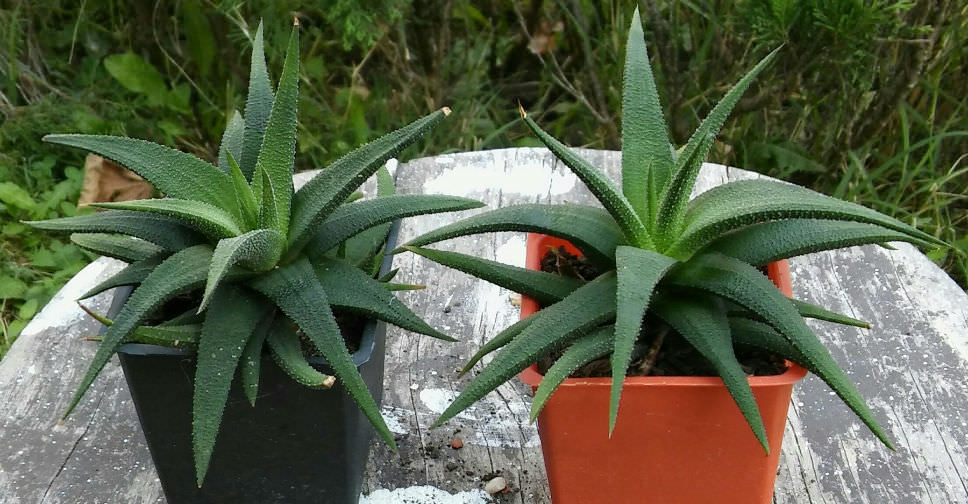 haworthia-glabrata-world-of-succulents