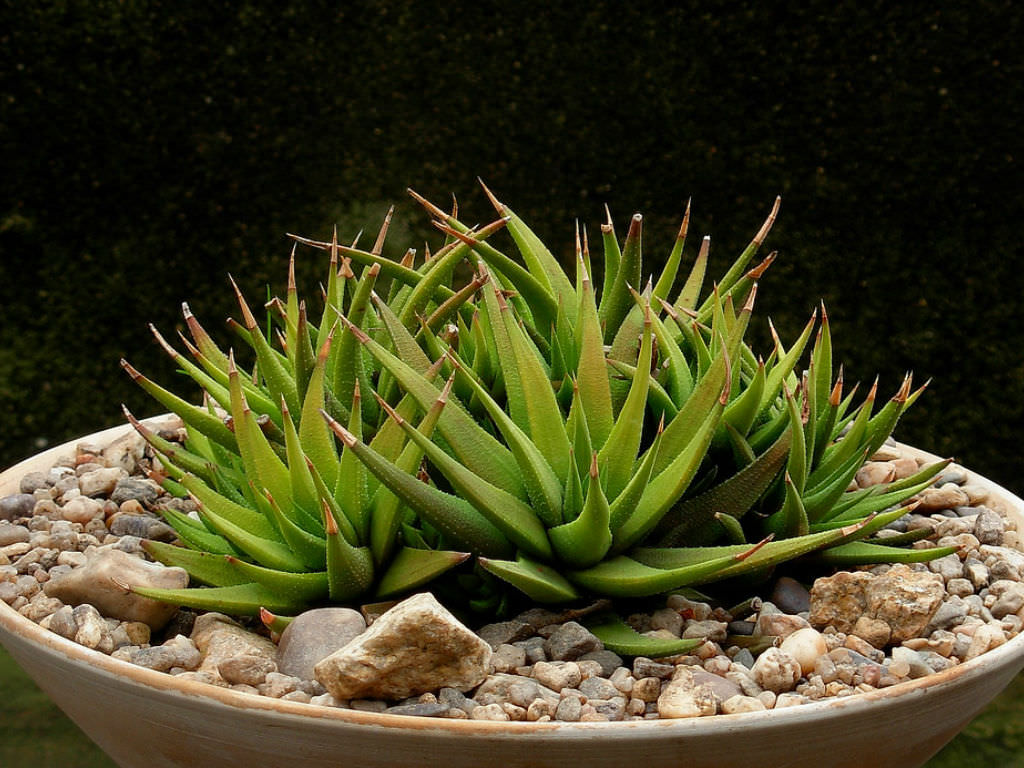 Haworthiopsis attenuata var. glabrata