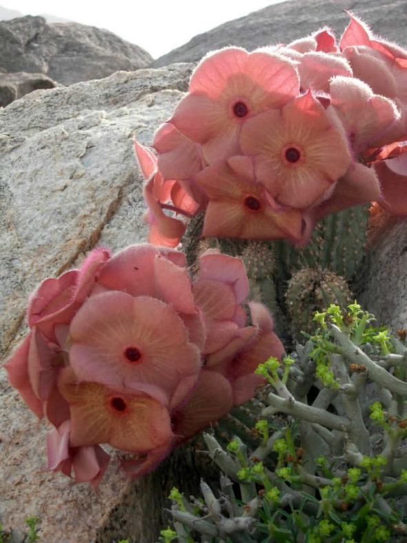 Hoodia currorii