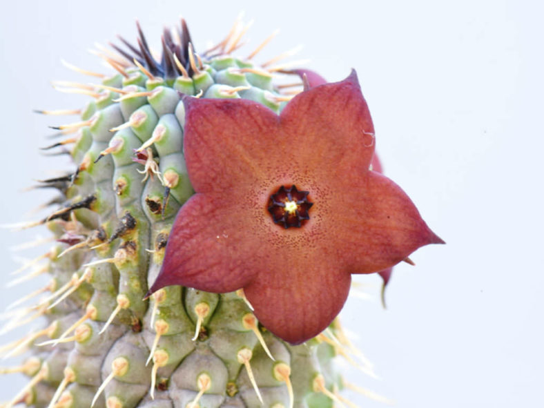 Hoodia currorii