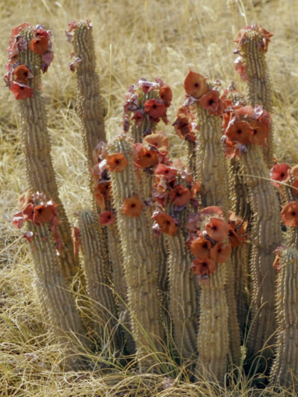 Hoodia currorii
