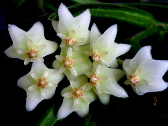 Hoya linearis (Wax Plant)