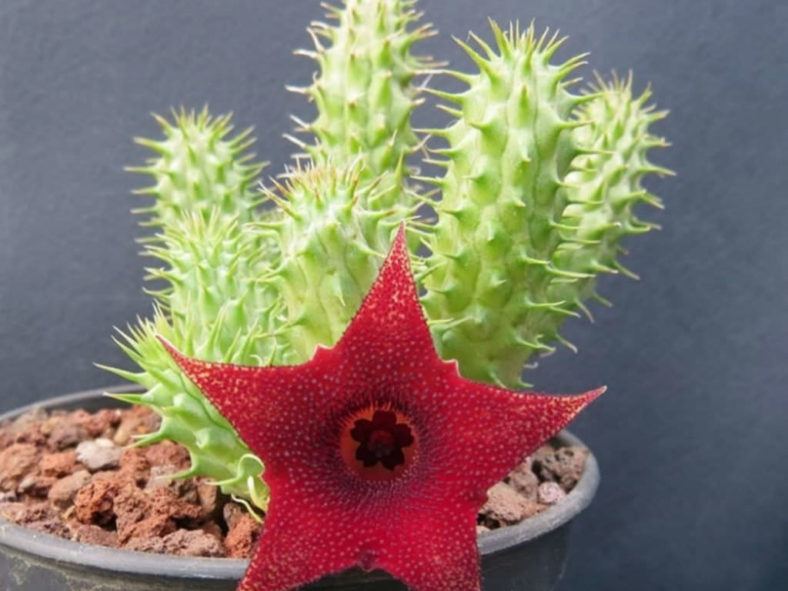 Huernia aspera