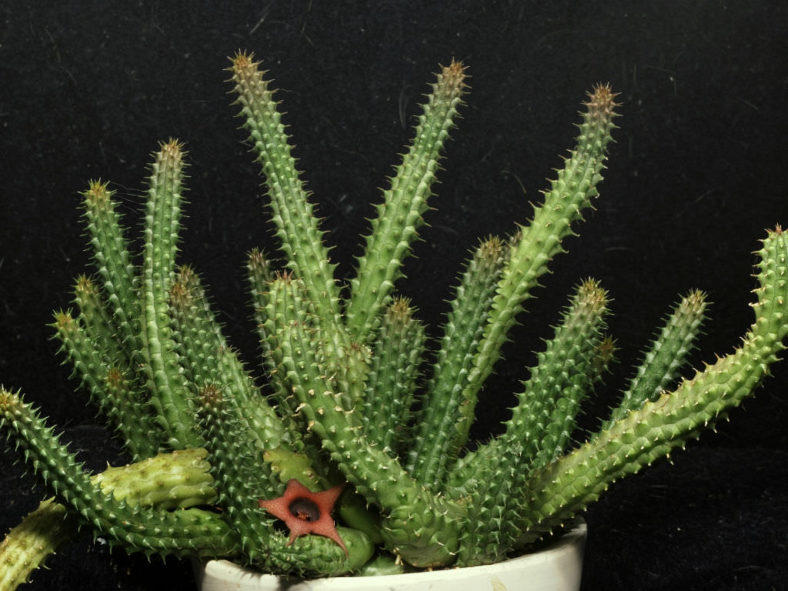 Huernia aspera