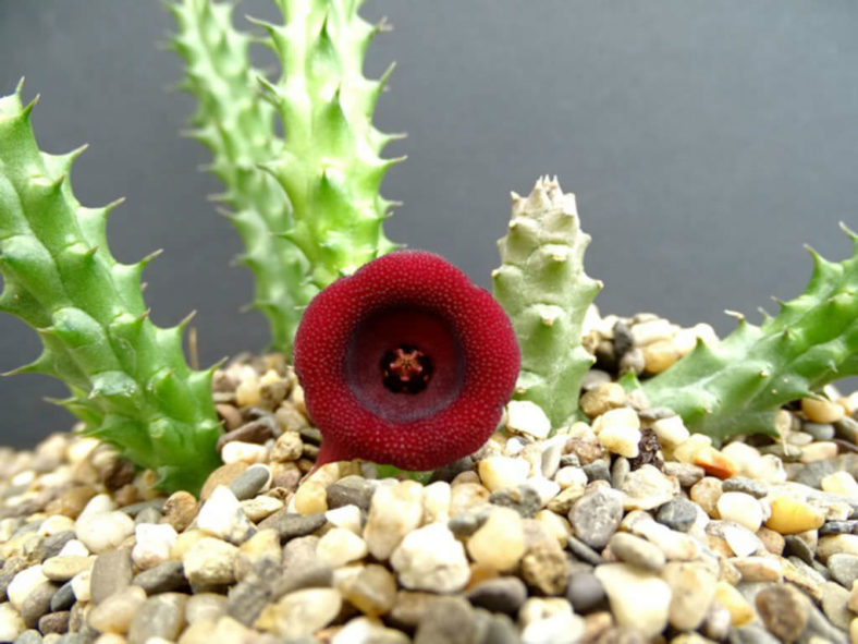 Huernia aspera