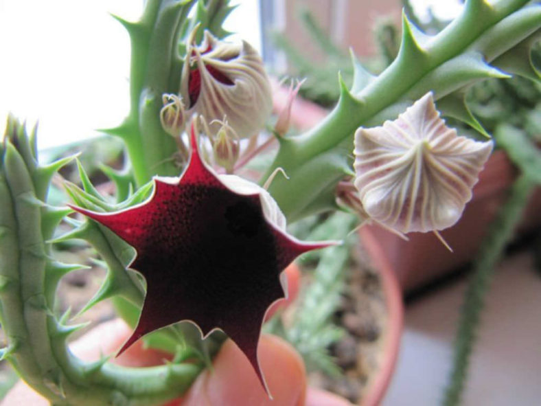 Huernia aspera