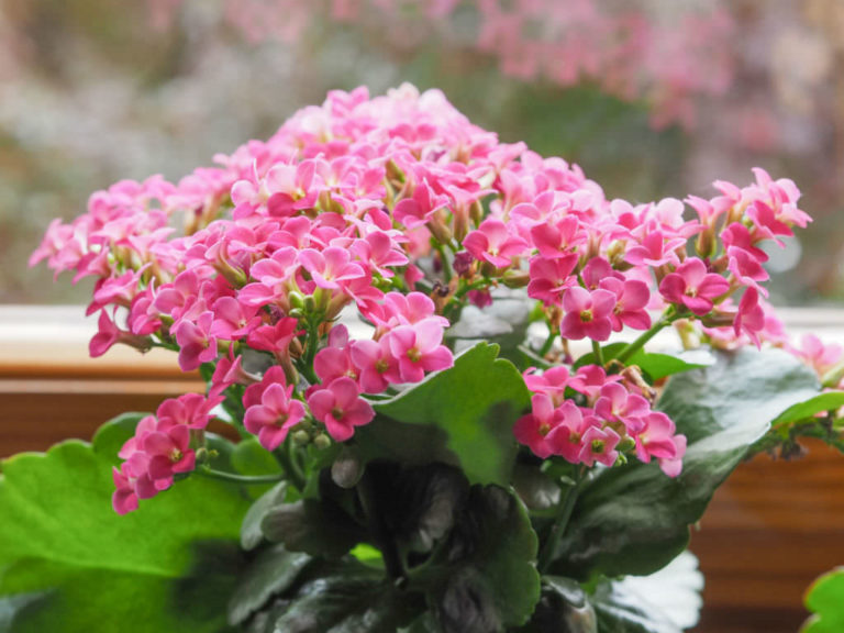 How to Get a Florist Kalanchoe to Rebloom World of Succulents