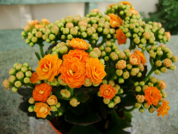 Kalanchoe blossfeldiana 'Calandiva'