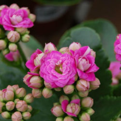 Kalanchoe blossfeldiana 'Calandiva' - World of Succulents