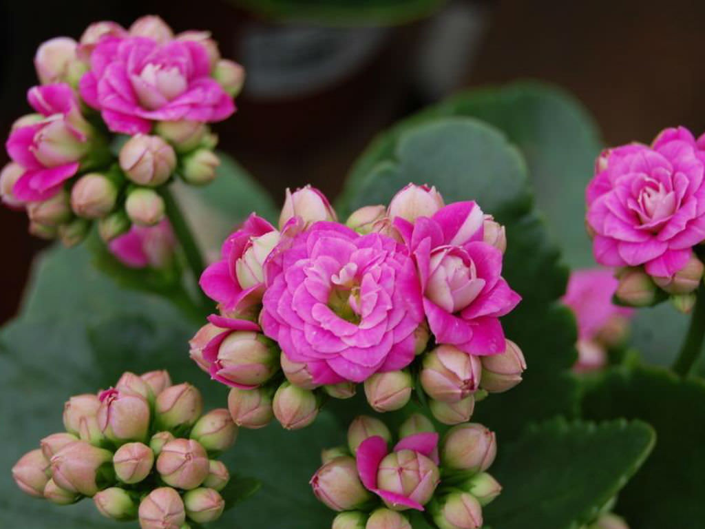 Kalanchoe Blossfeldiana Calandiva World Of Succulents