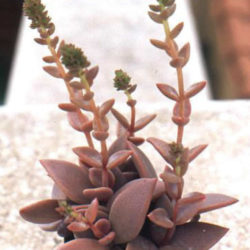 Lenophyllum latum