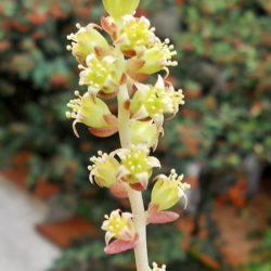Lenophyllum latum